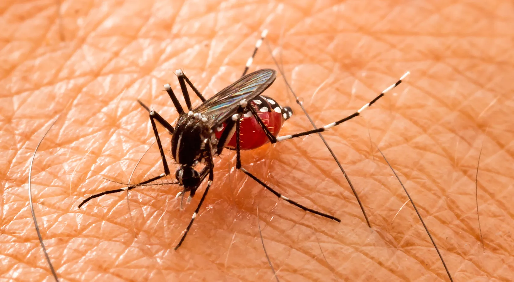 Mogi Guaçu registra aumento de 73,91% de casos de dengue em uma semana