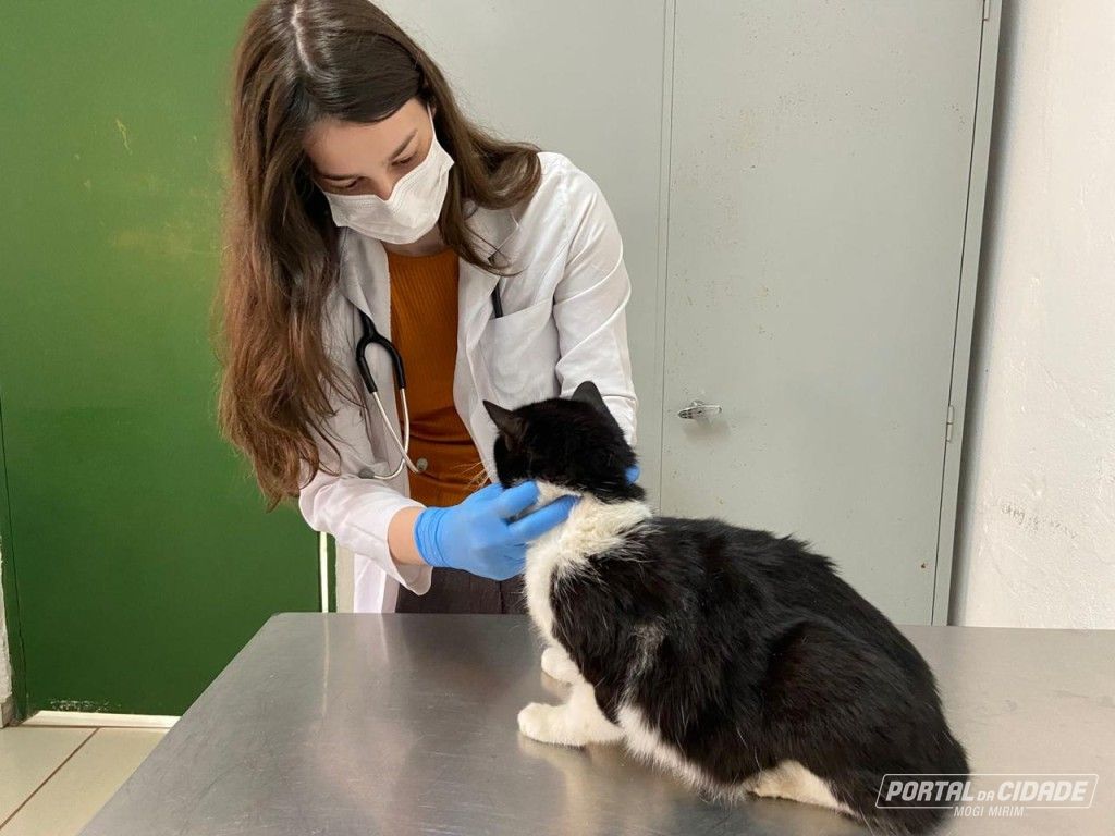 Mogi Mirim Amplia Atendimentos Gratuitos a Animais e Alcança Mais de 2 Mil Serviços em Quatro Meses