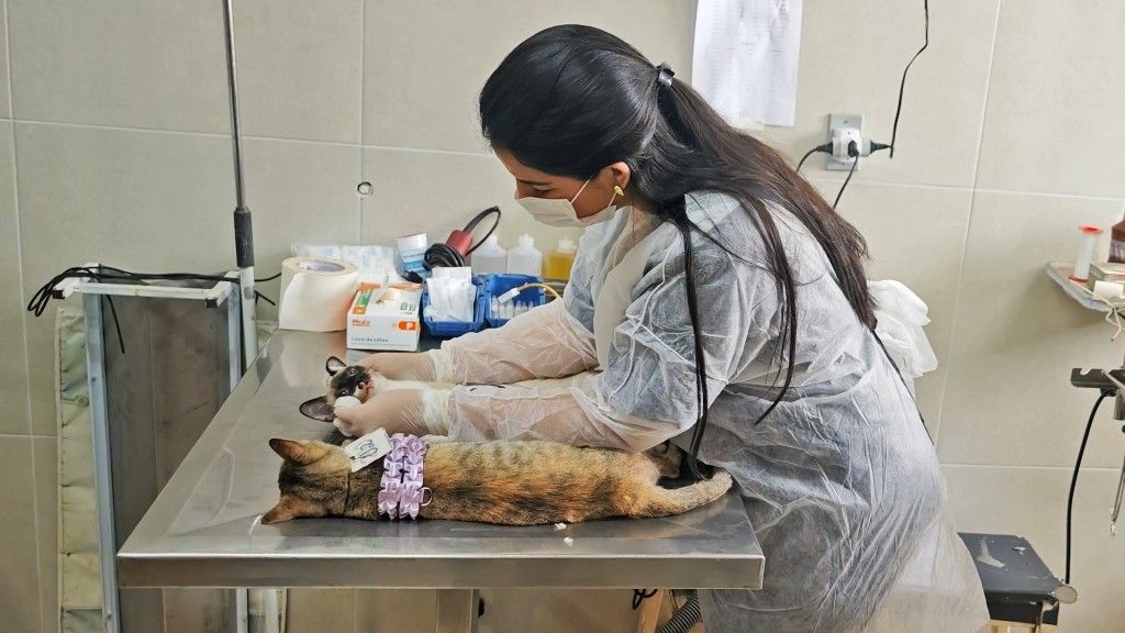 Mogi Guaçu Alcança Marca Histórica: Mais de 8 Mil Animais Castrados em Programa Municipal