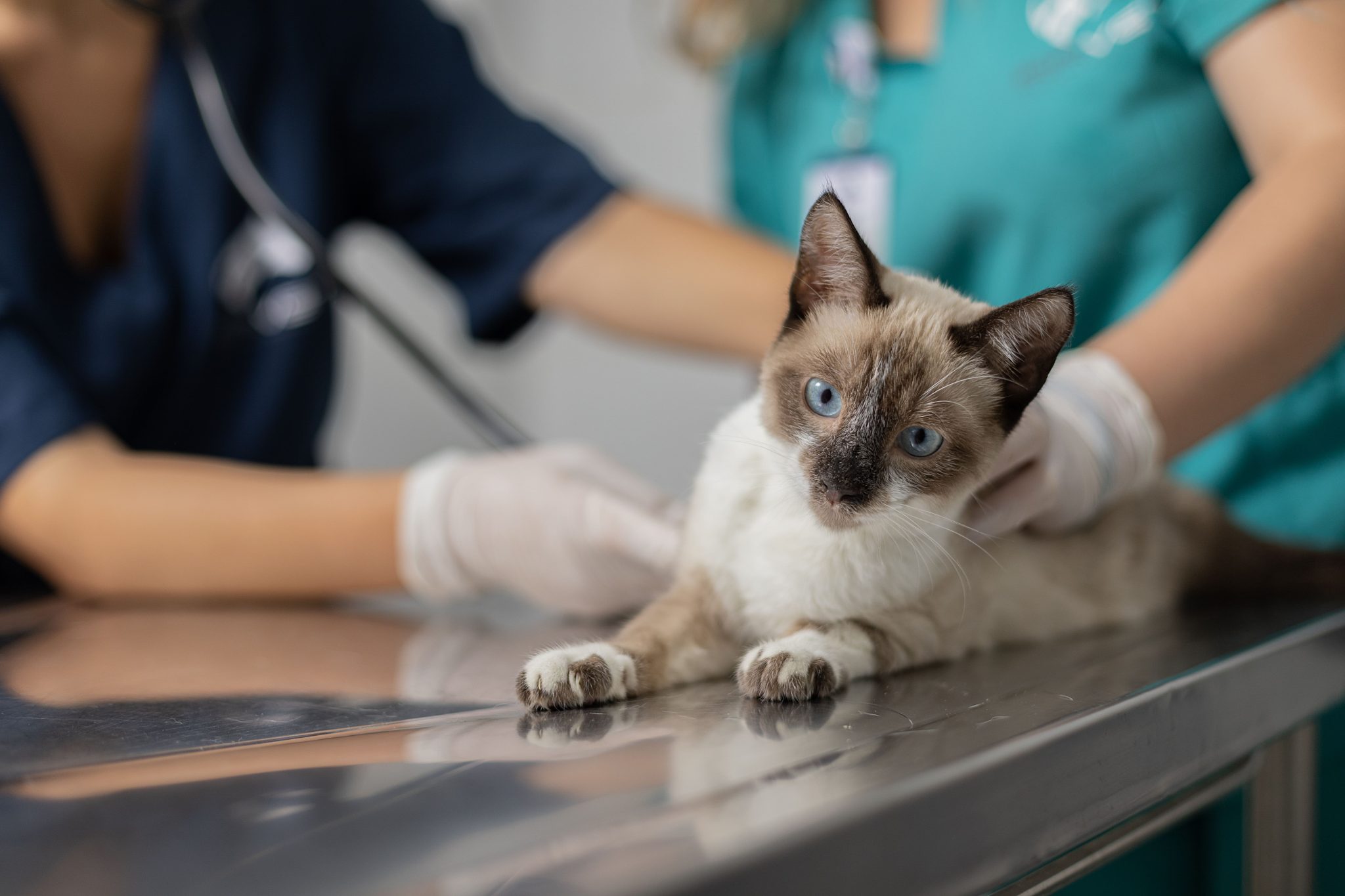 Mogi Guaçu faz castração gratuita de 400 pets em fevereiro