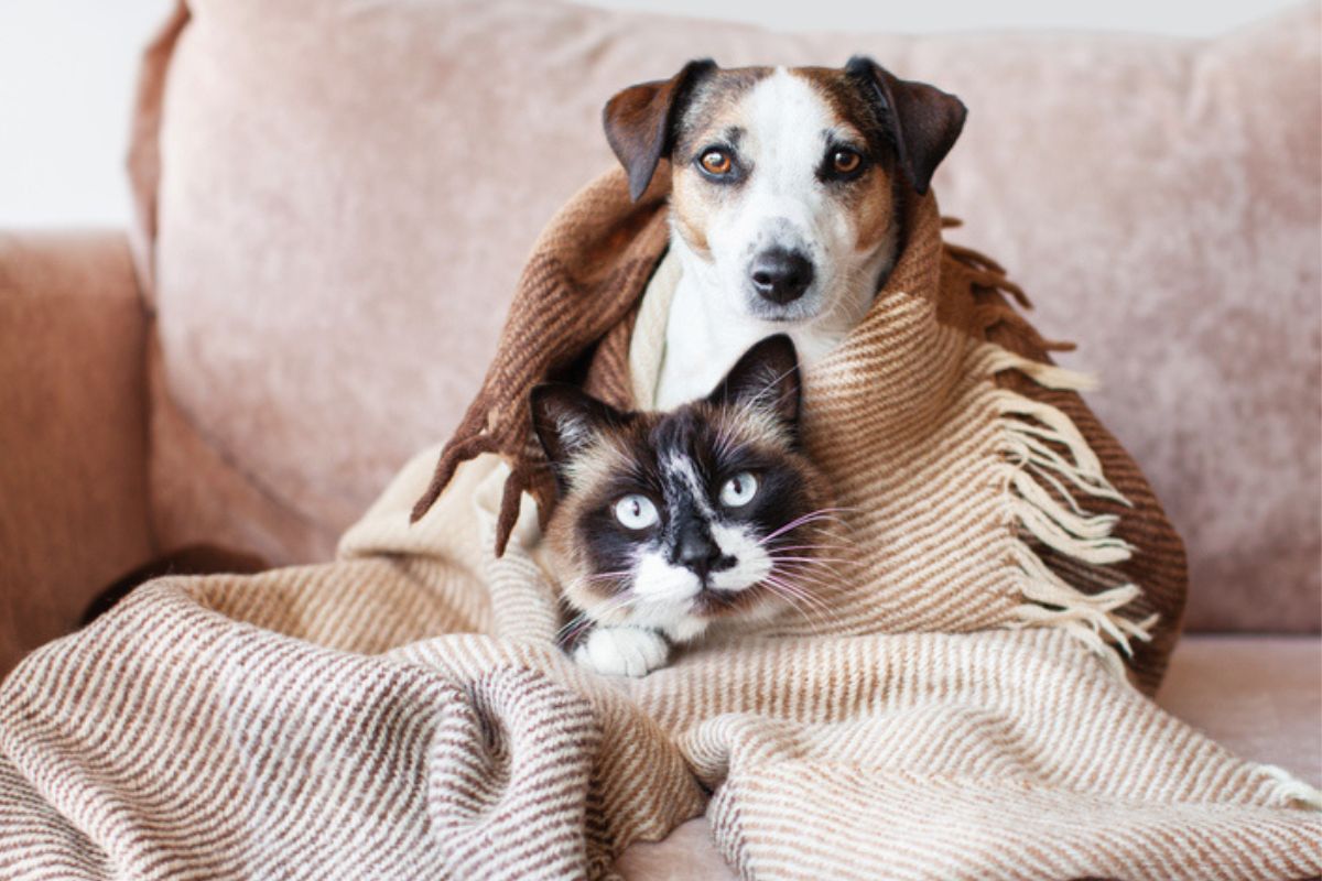 Mutirão de Castração Gratuita em Mogi Mirim