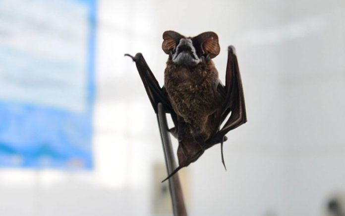 Alerta: raiva em morcego confirmadaem Itapira