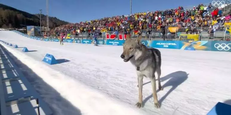 Cachorro Furão Rouba a Cena na Olimpíada de Inverno
