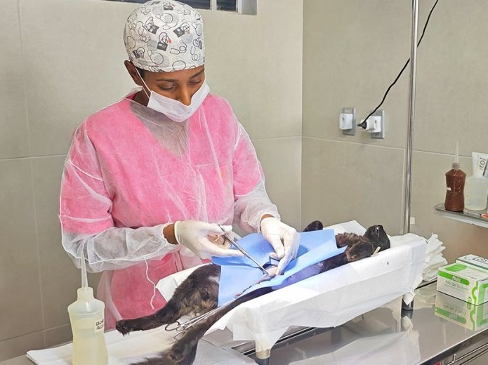 Castração gratuita em Mogi Guaçu