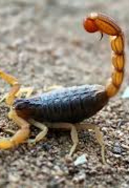 Alerta na região: casos de escorpião preocupam !!!